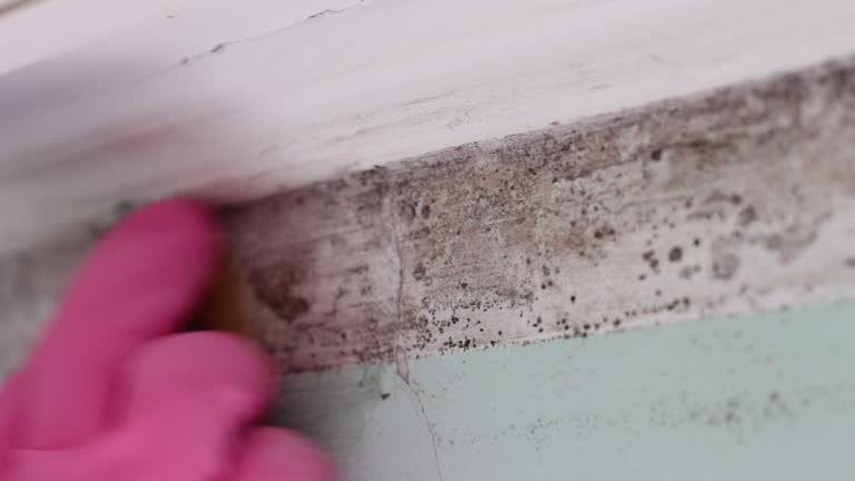 Best Mold Odor Removal Services  in Mayville, ND